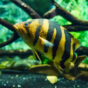 DATNOID BORNEO
