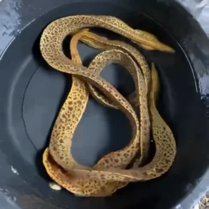 MEDIUM TIGER MORAY EEL