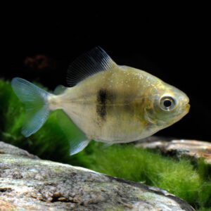 MYLEUS SCHOMBURGKI