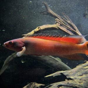 CRENICHLA ATABAPO