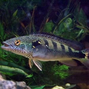 CRENICHLA LENTIUCLATA