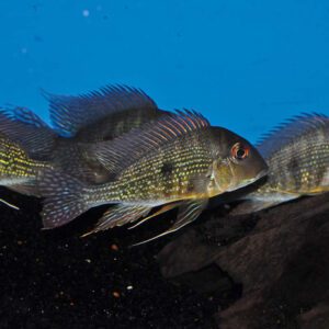 Caqueta Gold Eartheater (Geophagus sp.)