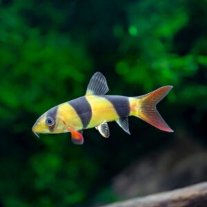CLOWN LOACH