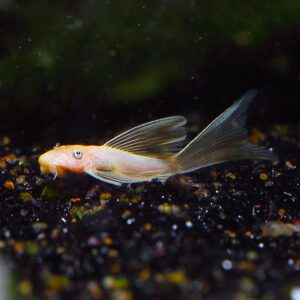 LONGFIN LEMON