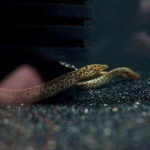 SMALL TIGER MORAY EEL