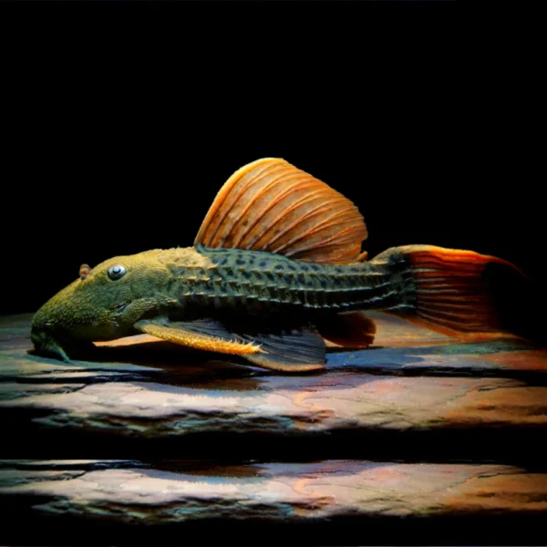 L24 Pseudacanthicus Pitanga