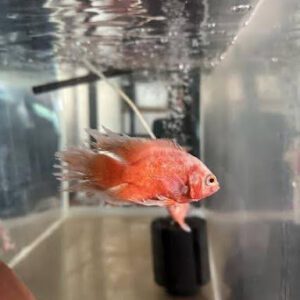 RED CHILI LONGFIN