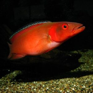 CRENICHLA ATABAPO