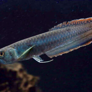 BRAZILIAN BLACK AROWANA