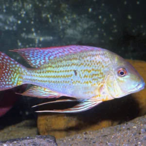 Geophagus Altifrons ( Altamira ) 2″-6″