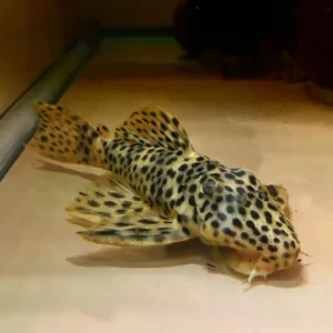 LEPORACANTHICUS HETERODON
