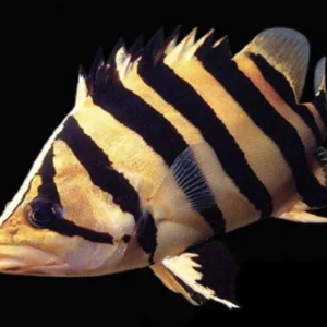 DATNOID SUMATRA