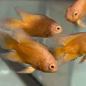 LONGFIN LEMON OSCAR
