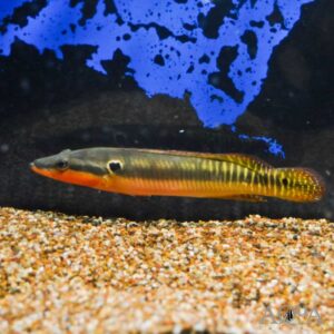 CRENICHLA ZEBRINA