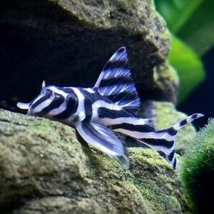 L046 ZEBRA