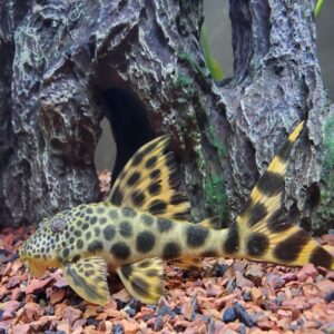L075 Hemiancistrus sabaji  4″-5″