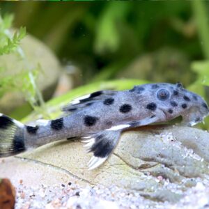 Leporacanthicus joselimai 3″-4″