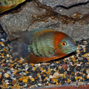Heros cf. efasciatus 5″-6″ WILD CAUGHT(Orange shoulder sevrum)