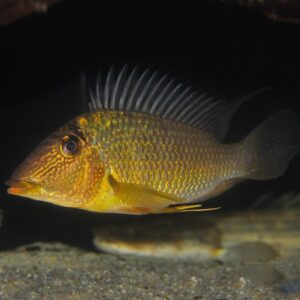 Satanoperca jurupari 7-8″ WILD CAUGHT