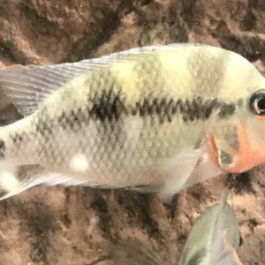 Firemouth Cichlid Wild Caught