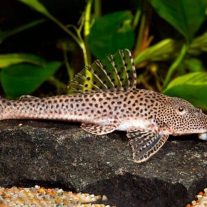 L091 Leporacanthicus Triactis (Wild Caught) 3″-5″