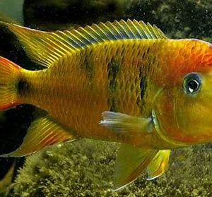 Red Hump Geophagus (Wild Caught) 2″-2.5″