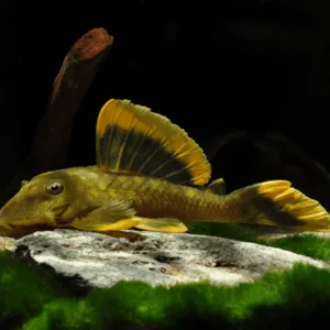 Baryancistrus chrysolomus (L047-Magnum Pleco) 3″-4″