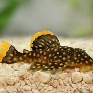 Baryancistrus xanthellus (L177 - L081) 3″