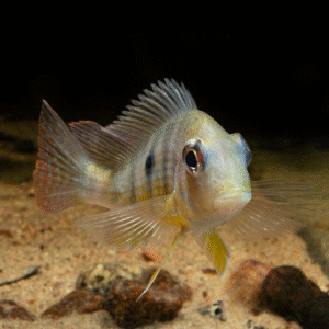 Caqueta Gold Eartheater (Geophagus sp.) 4" - 6"