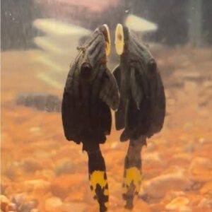 L191 Broken Line Pleco 8 INCH PLUS