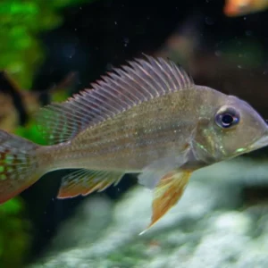 Geophagus Surinamenses (Wild Caught) 2″-6″