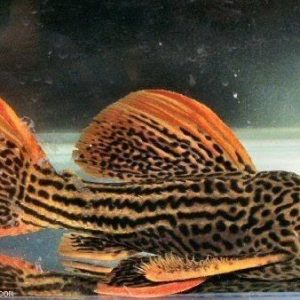 Pseudacanthicus sp. "L025"