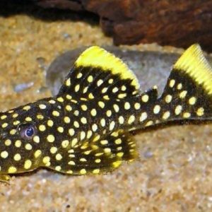 Baryancistrus xanthellus (10" - 12" )