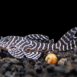 Hypancistrus sp "L333"