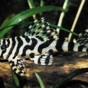 Peckoltia compta ( 6-8 )