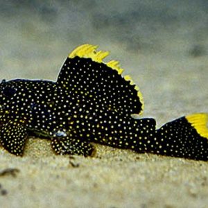 Baryancistrus xanthellus