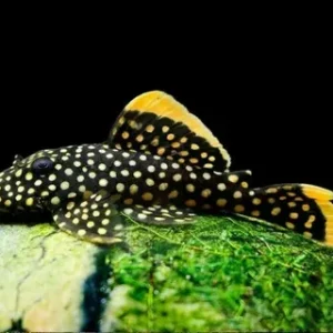 Baryancistrus xanthellus (8" - 10")