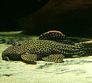 Pseudacanthicus sp