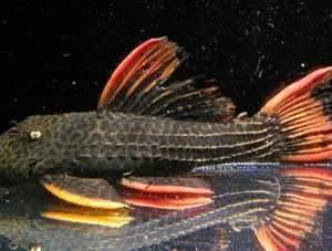 Pseudacanthicus sp. "L025"