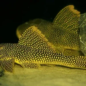 Scobinancistrus pariolispos