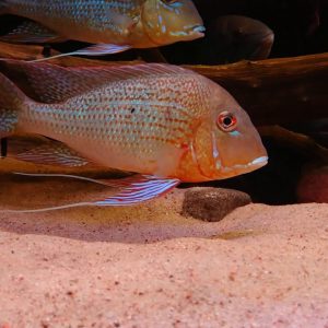 Geophagus altifrons