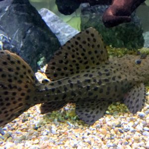 Pseudacanthicus spinosus