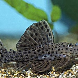 Pseudacanthicus spinosus