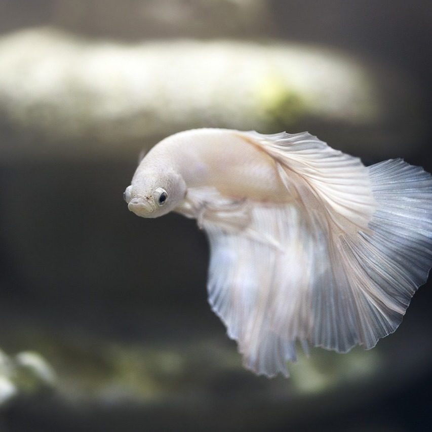aquarium-5650174_1280 A white fish flying in the air with its tail.